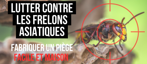 Lutter contre les frelons asiatiques