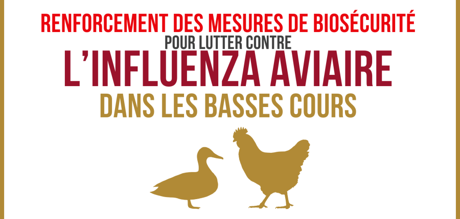 Influenza Aviaire